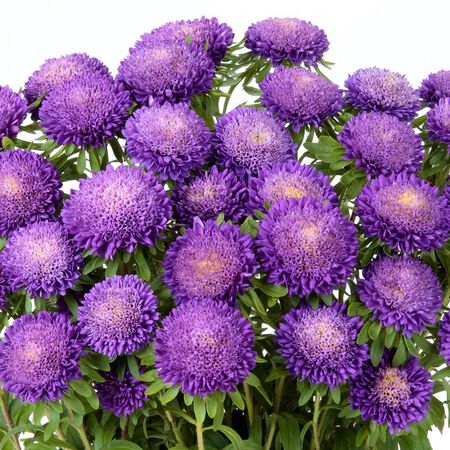 Bonita Light Blue, Aster Seeds - Packet image number null